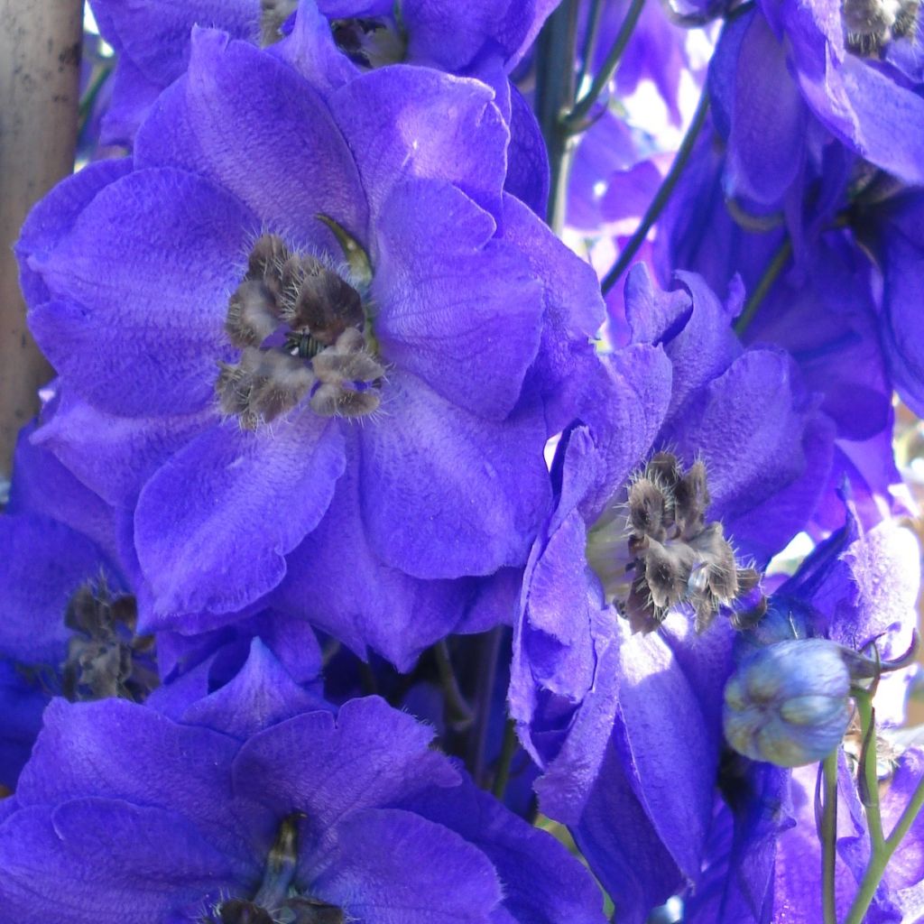 Delphinium Blue Jay, Pied d Alouette