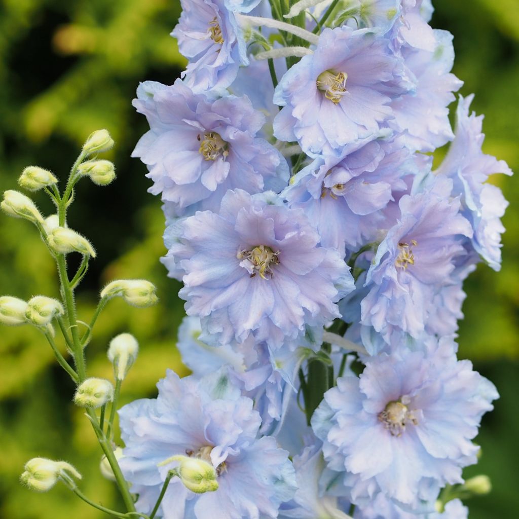 Delphinium Blue Lace, Pied d Alouette