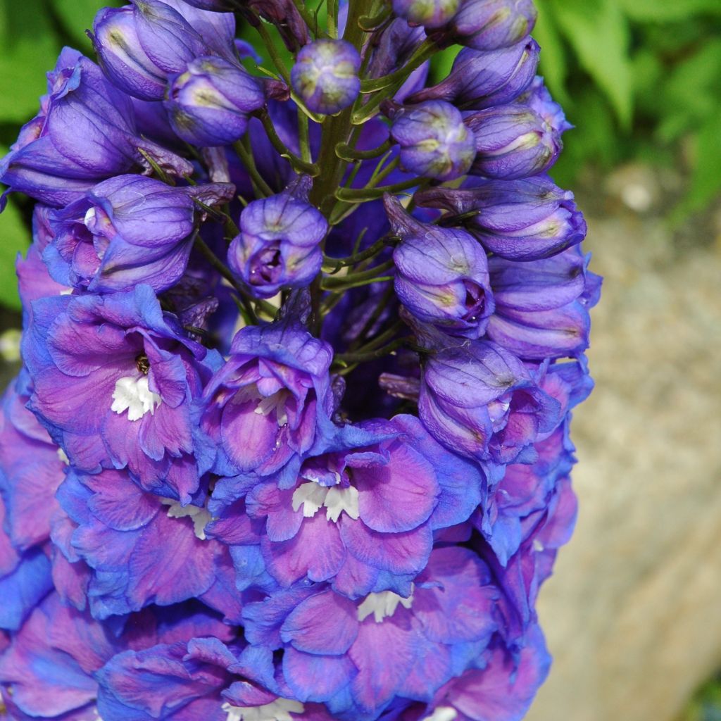 Delphinium Blue Triumphator, Pied d Alouette