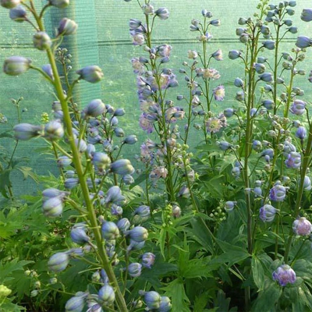 Delphinium Bolero - Pied d'alouette vivace