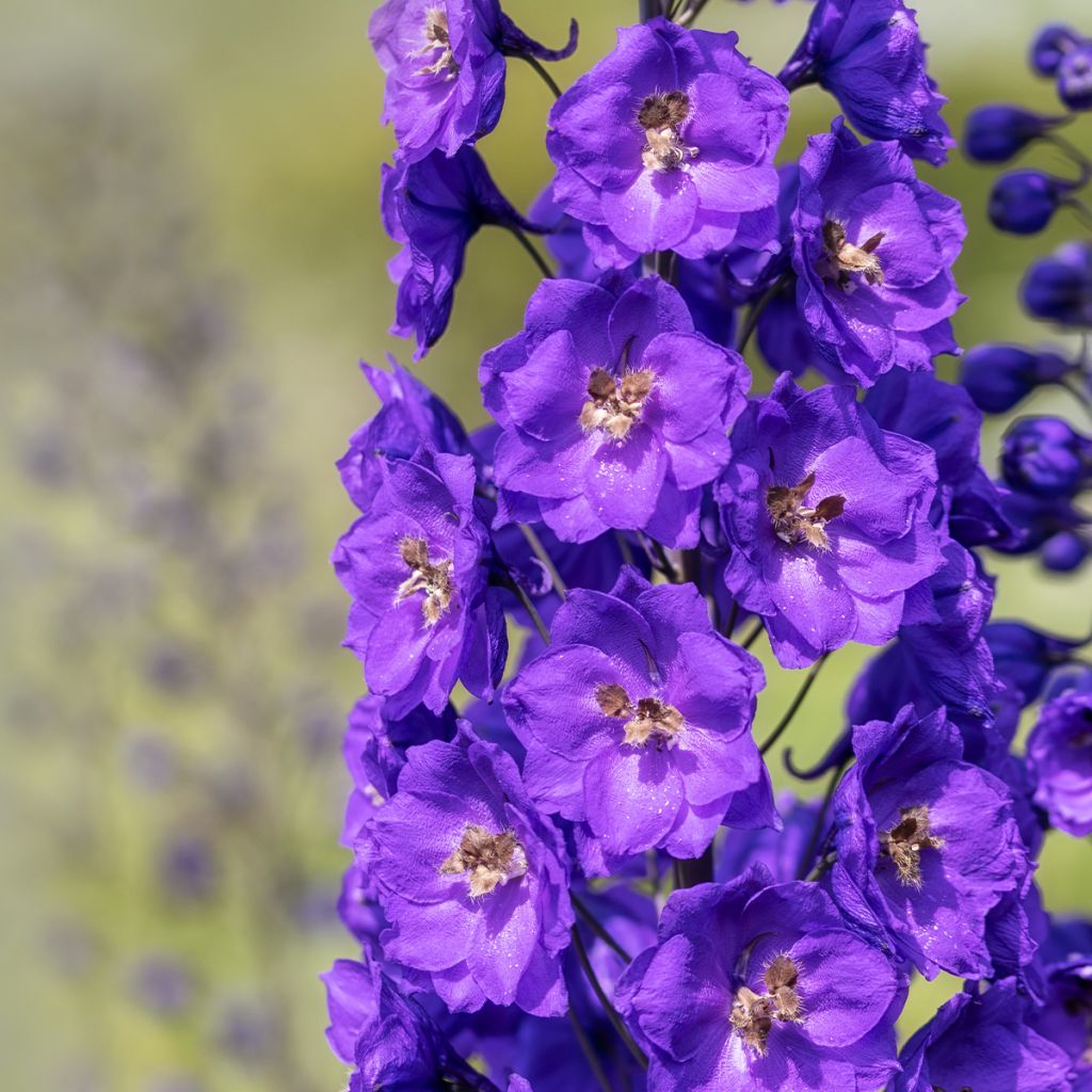 Delphinium Bruce - Pied d'Alouette vivace