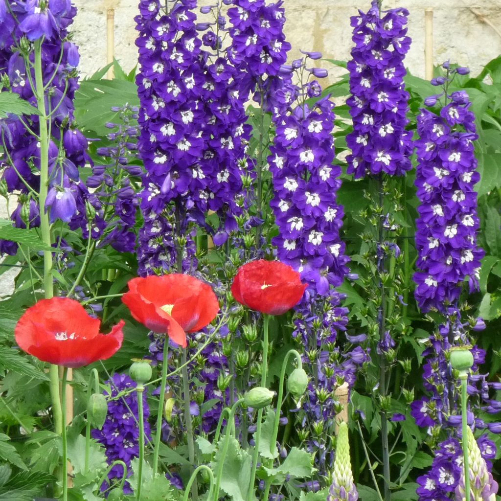 Delphinium Christel, Pied d'alouette