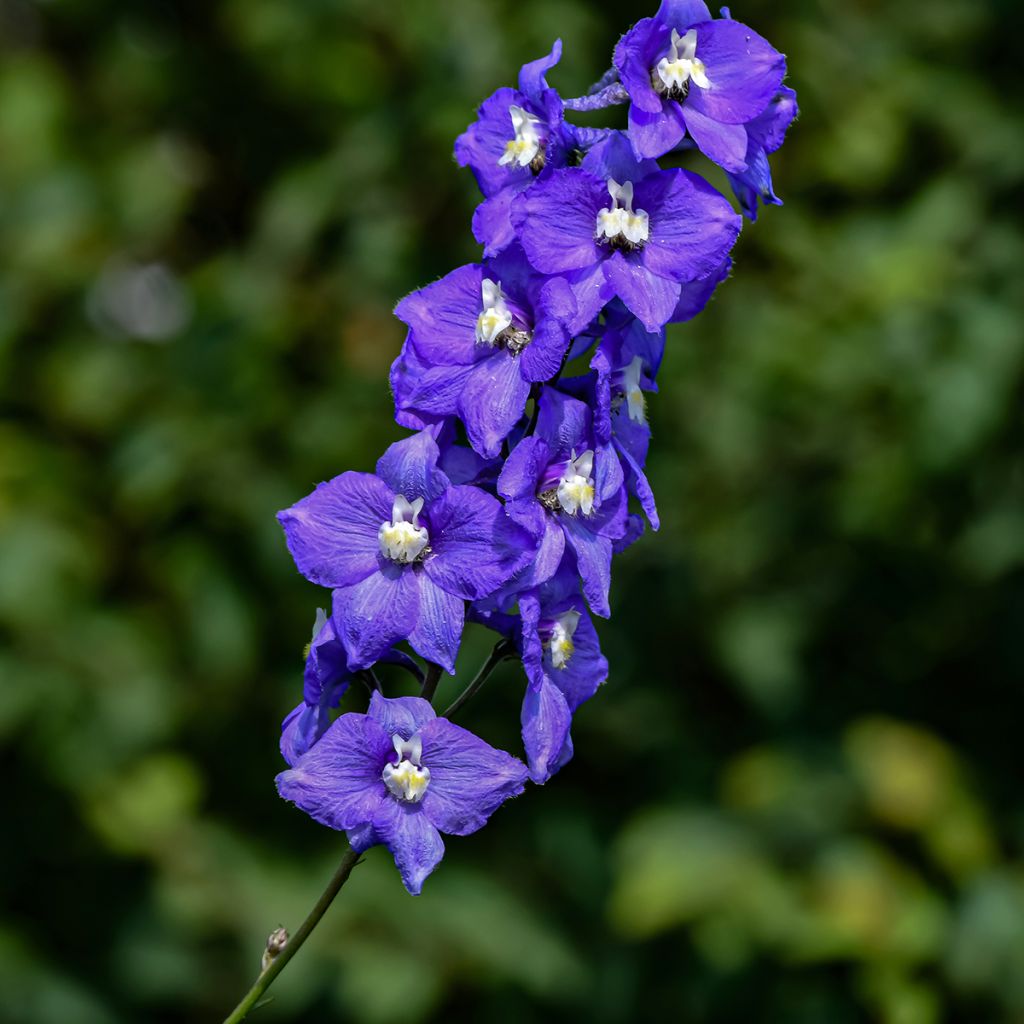 Delphinium Pacific-hybrid Christel - Speronella