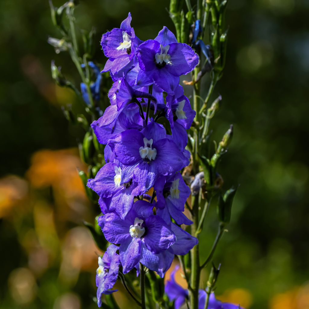 Delphinium Pacific-hybrid Christel - Speronella