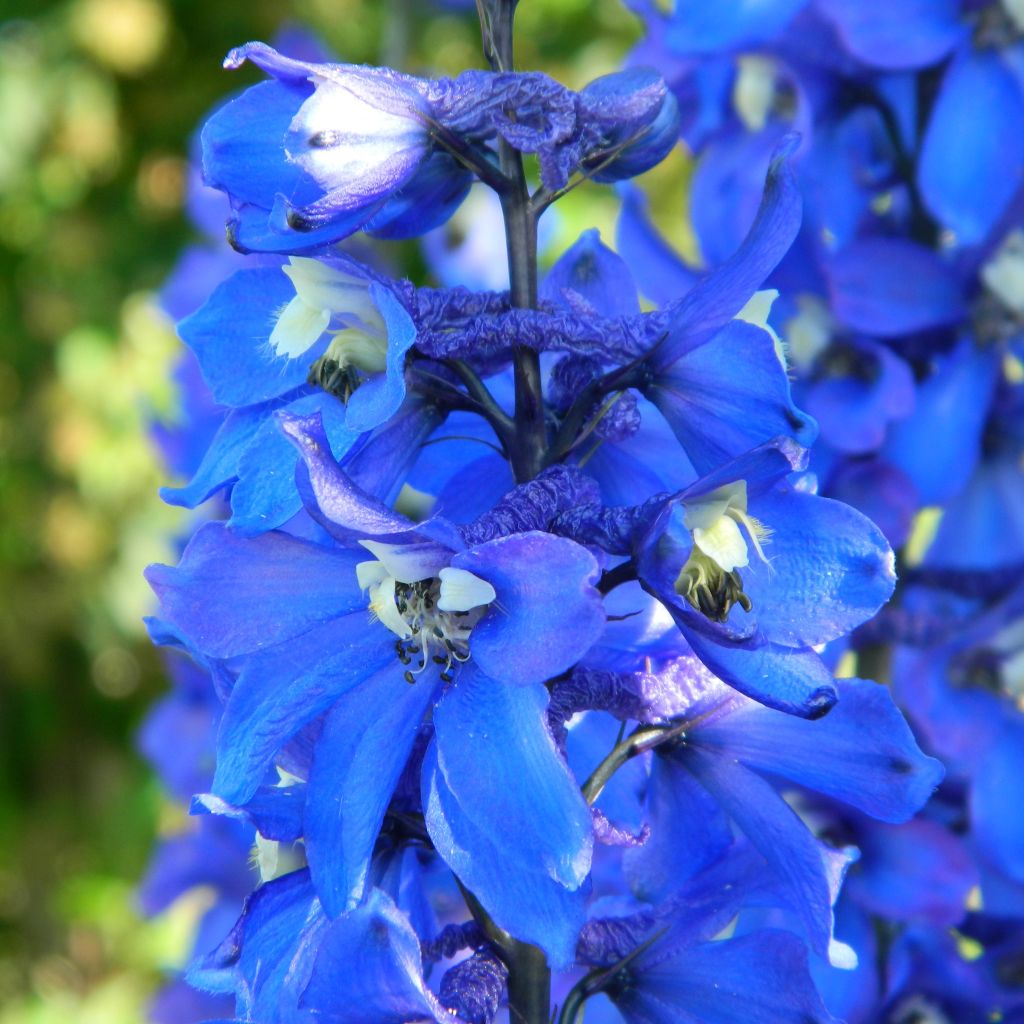 Delphinium Cristella, Pied d Alouette