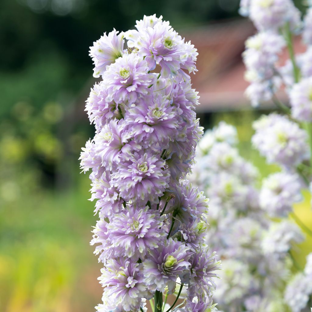 Delphinium Pacific-hybrid Crystal Delight - Speronella