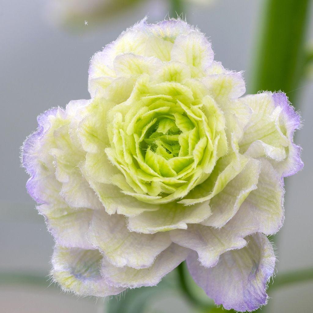 Delphinium Pacific-hybrid Crystal Delight - Speronella