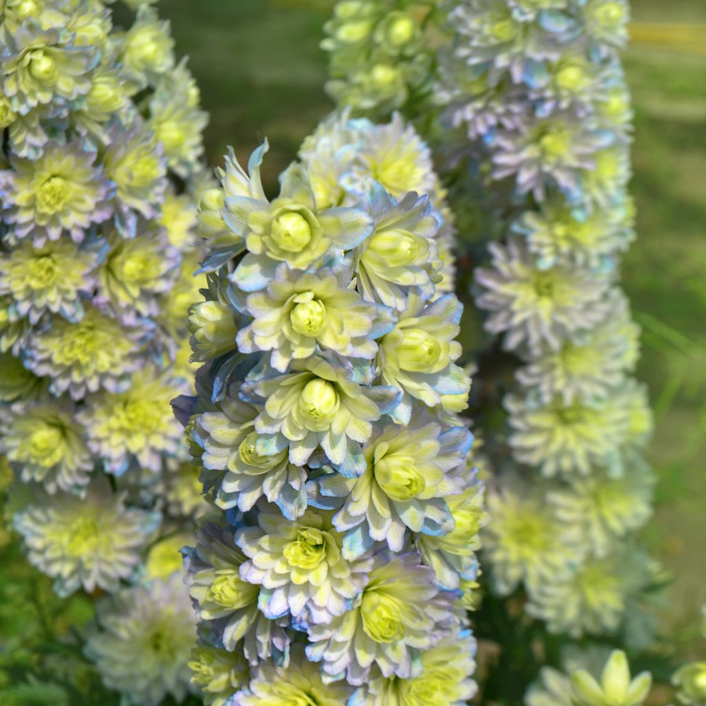 Delphinium Pacific-hybrid Crystal Delight - Speronella