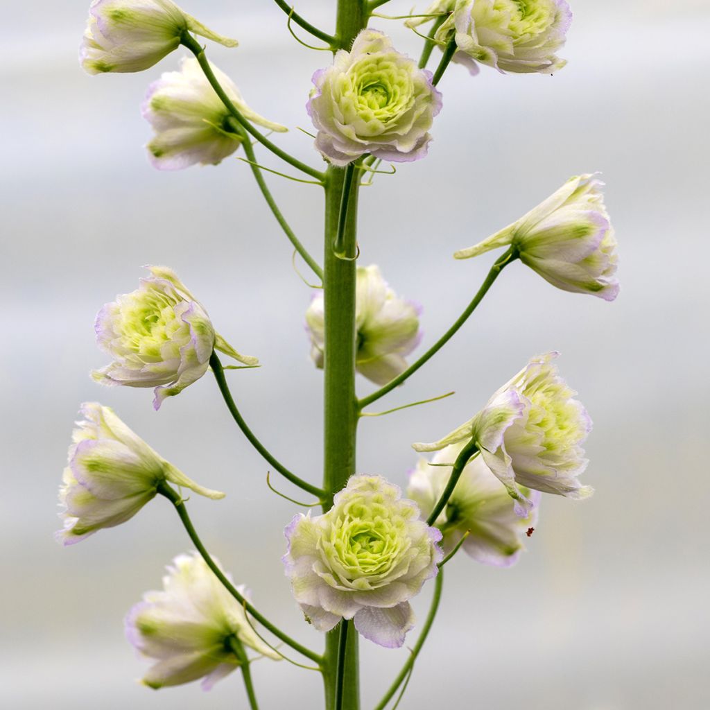 Delphinium Pacific-hybrid Crystal Delight - Speronella