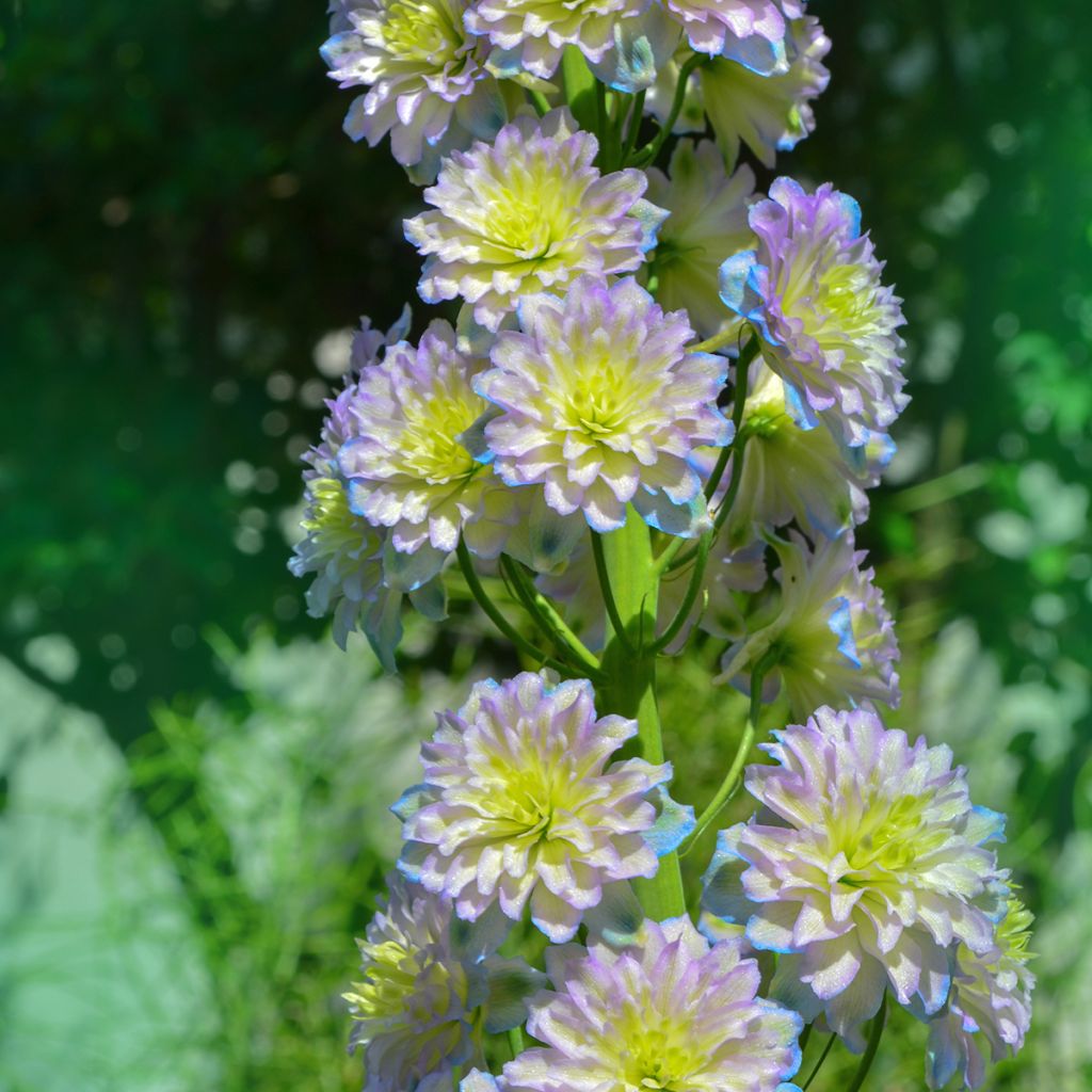 Delphinium Pacific-hybrid Crystal Delight - Speronella