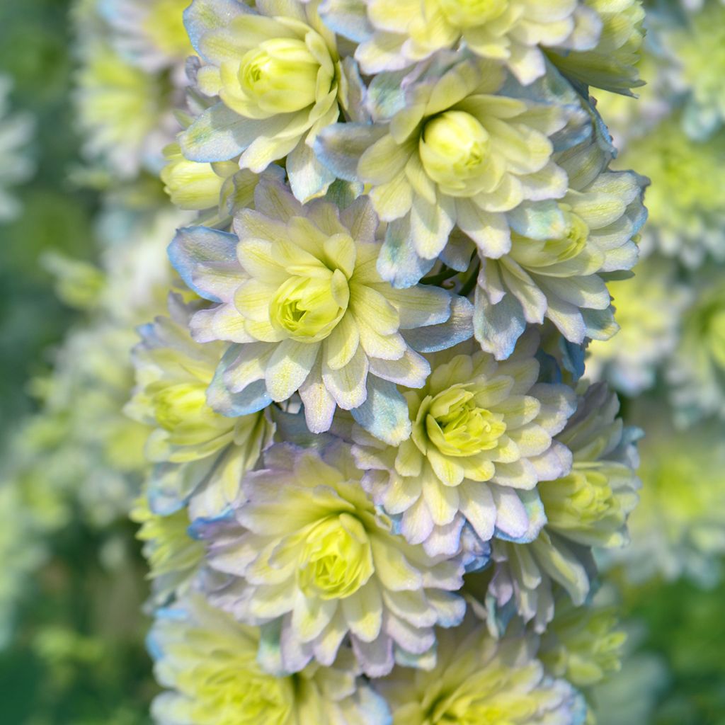 Delphinium Pacific-hybrid Crystal Delight - Speronella