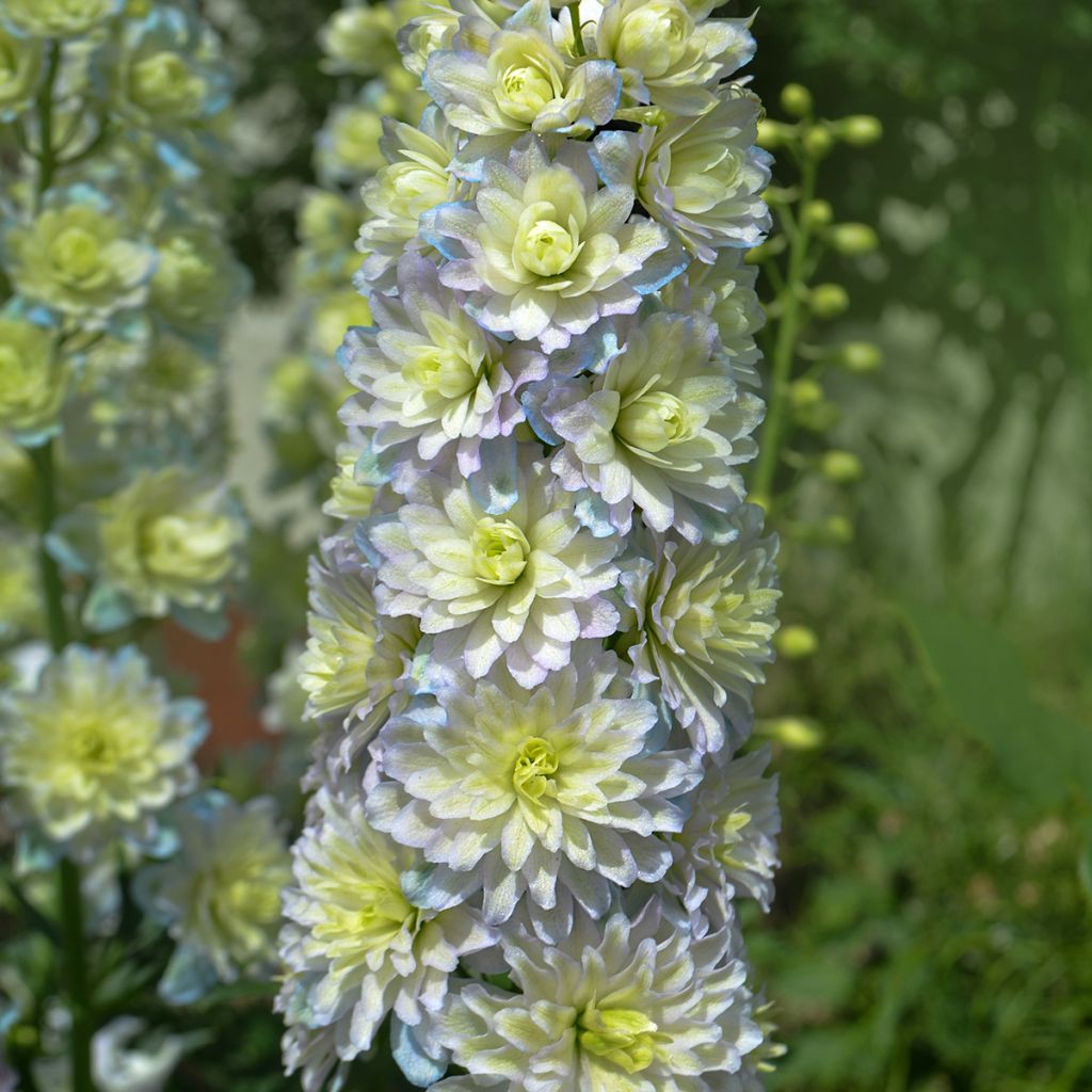 Delphinium Pacific-hybrid Crystal Delight - Speronella