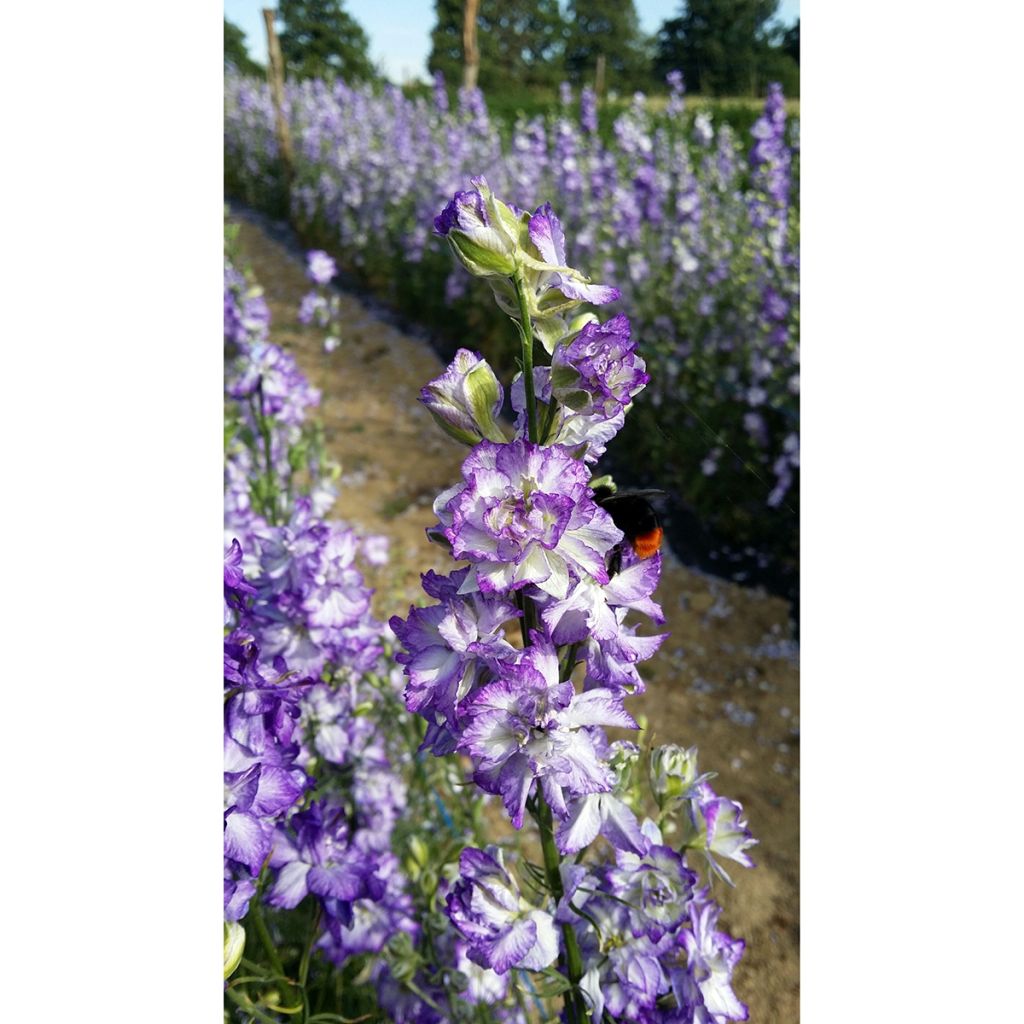 Graines de Delphinium DelQIS White Blue Edge - Pied d'alouette