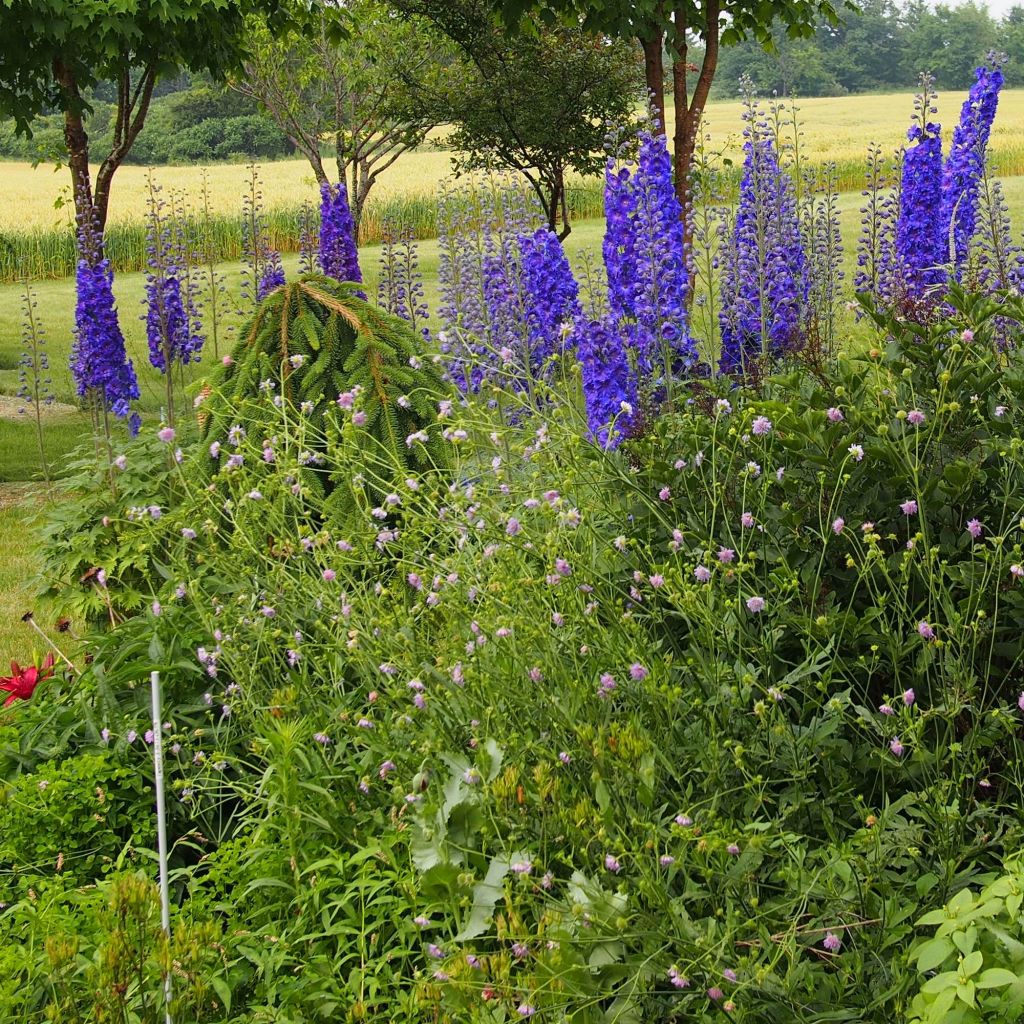 Delphinium F.W. Smith, Pied d Alouette