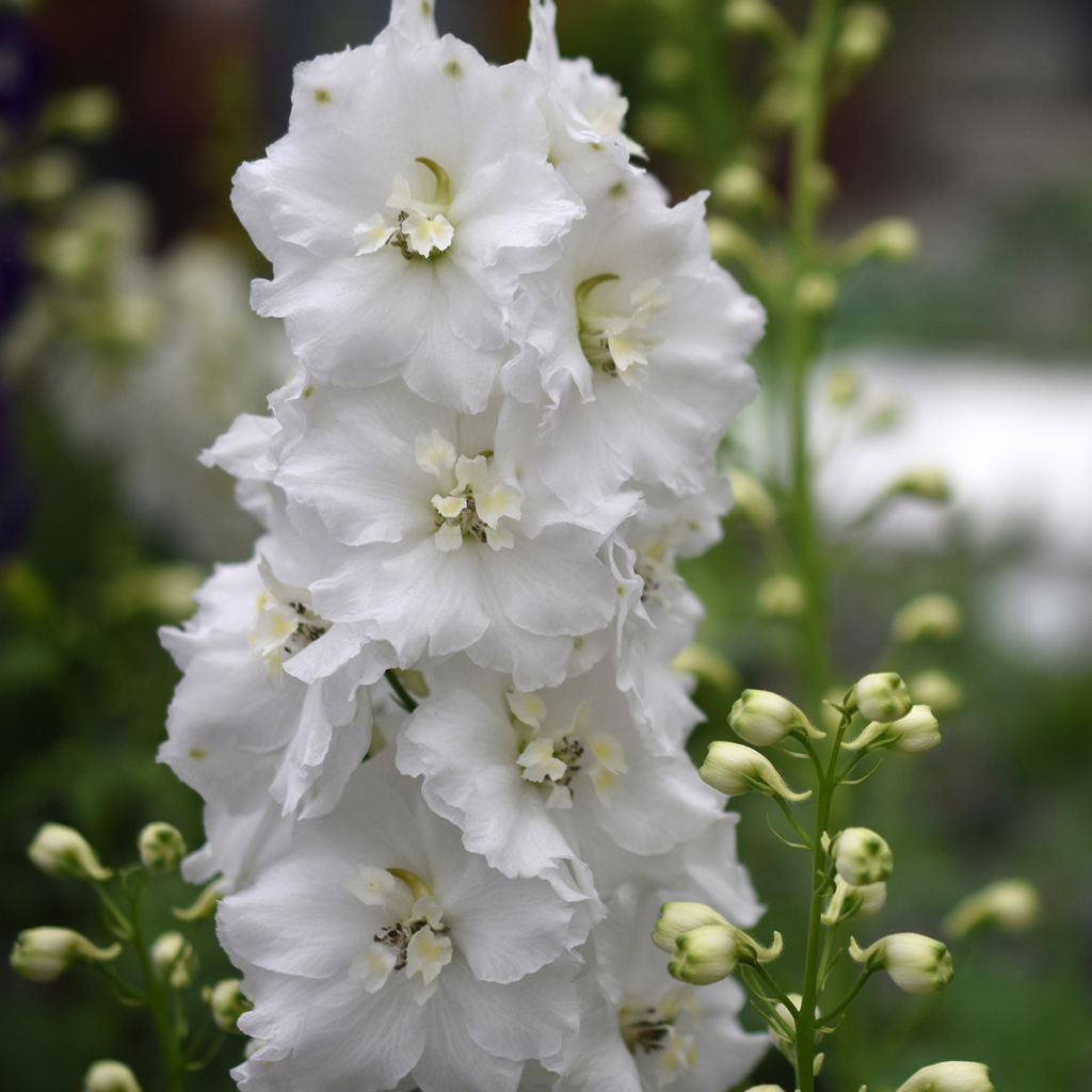 Delphinium Guardian White - Speronella