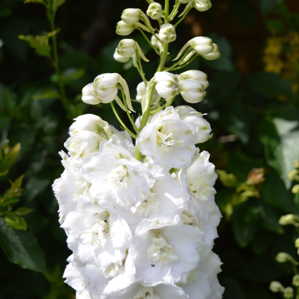 Delphinium Guardian White - Speronella