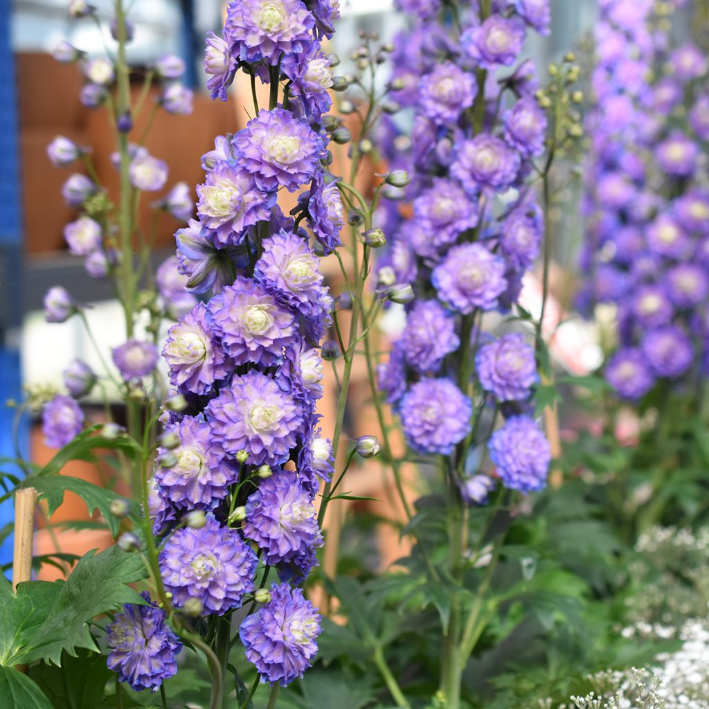 Delphinium elatum Highlander Bolero - Speronella elevata