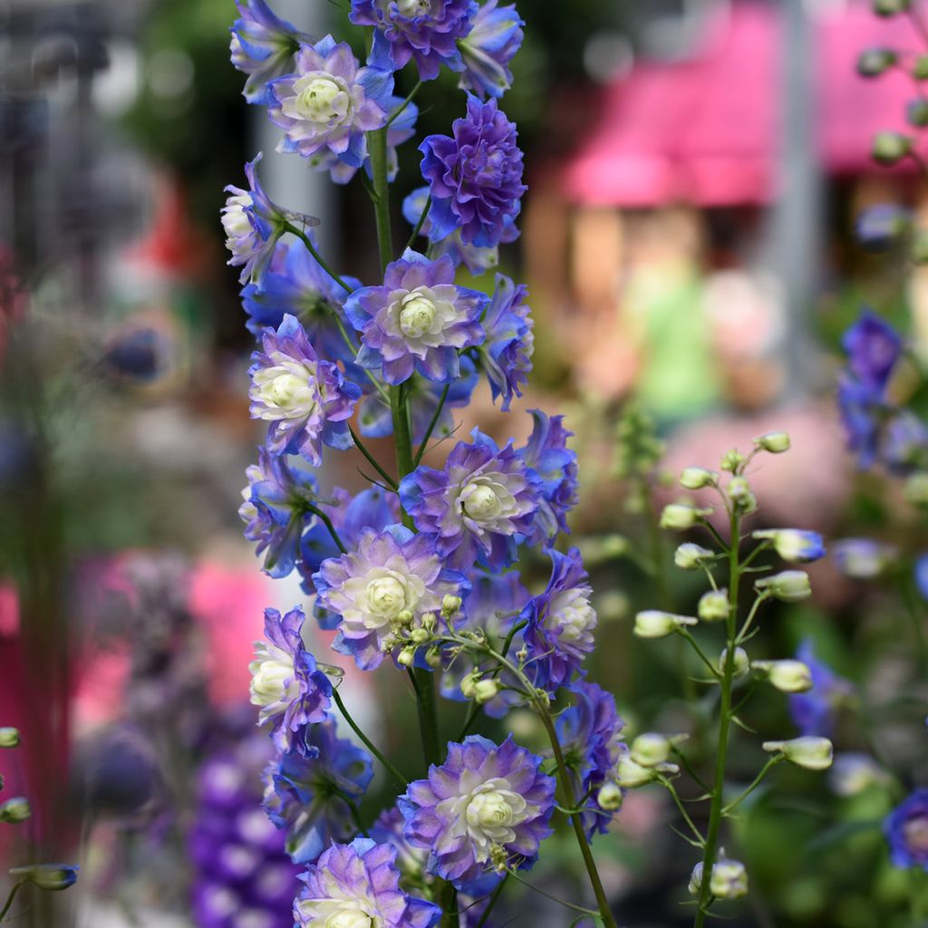 Delphinium elatum Highlander Bolero - Speronella elevata