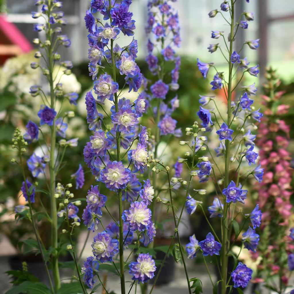 Delphinium elatum Highlander Bolero - Speronella elevata