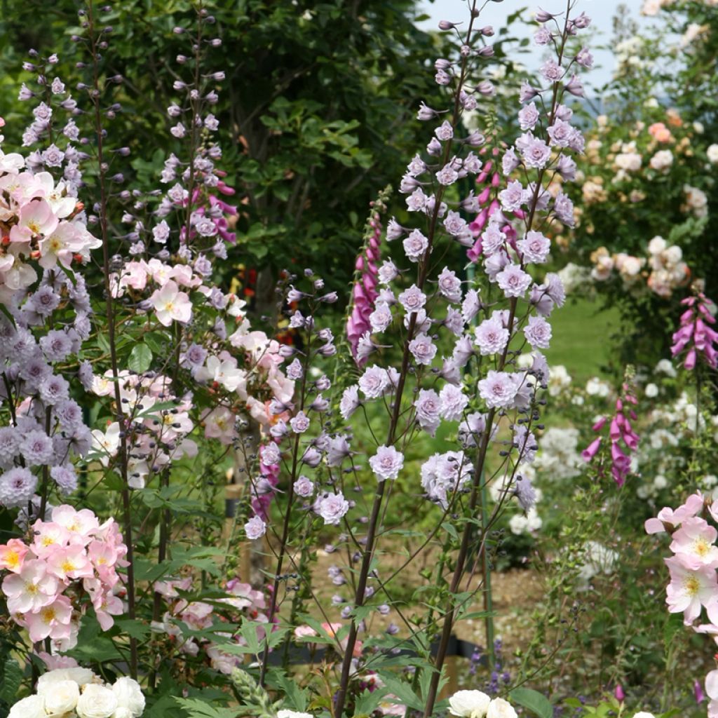 Delphinium elatum Highlander Cha Cha - Speronella elevata