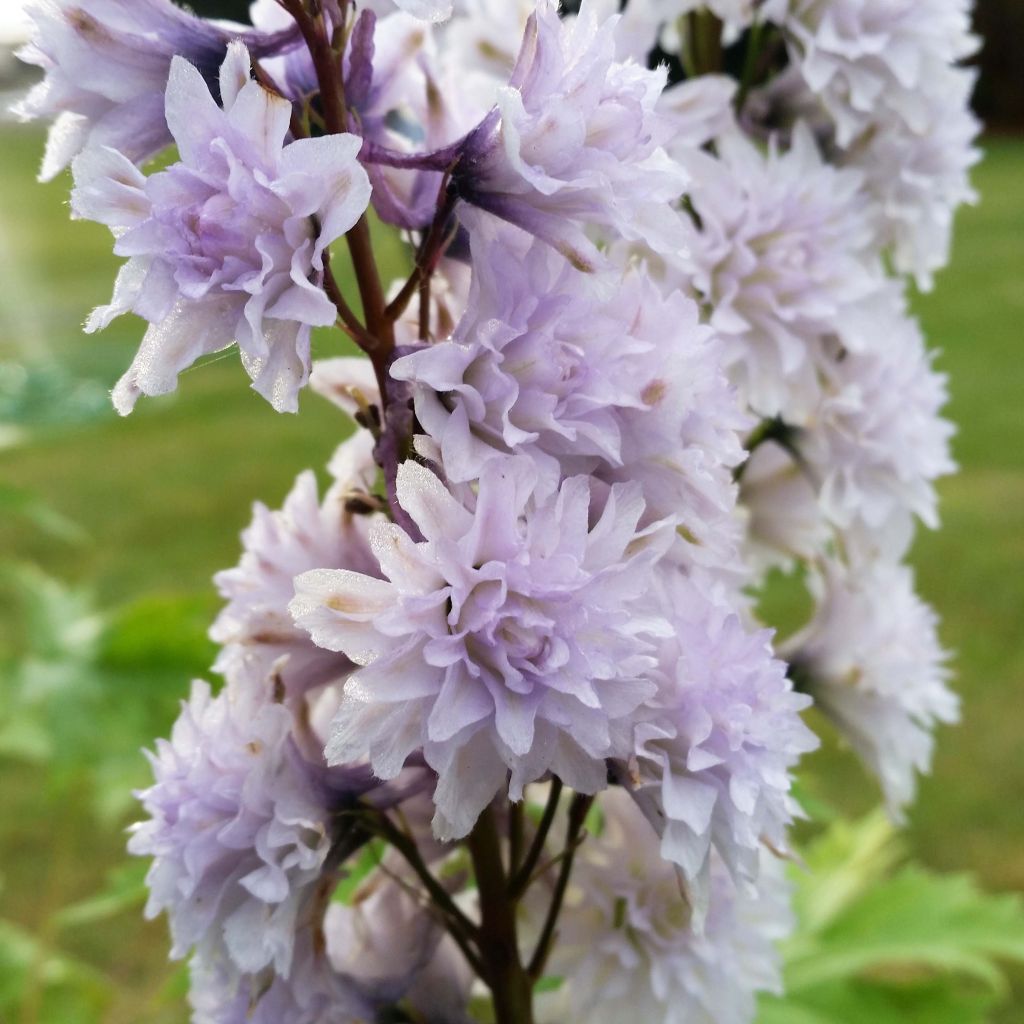 Delphinium elatum Highlander Cha Cha - Speronella elevata