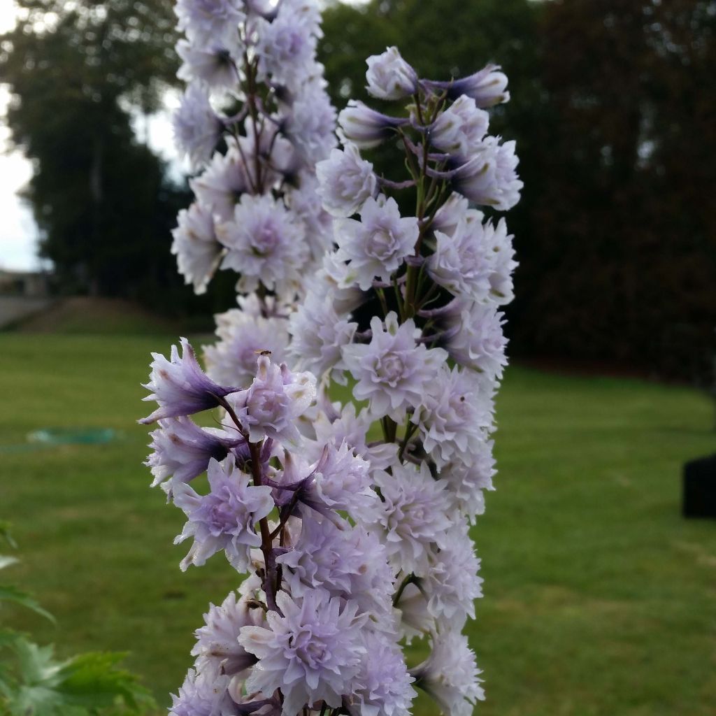 Delphinium elatum Highlander Cha Cha - Speronella elevata