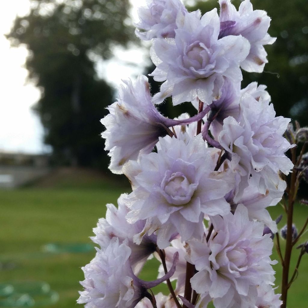 Delphinium elatum Highlander Cha Cha - Speronella elevata