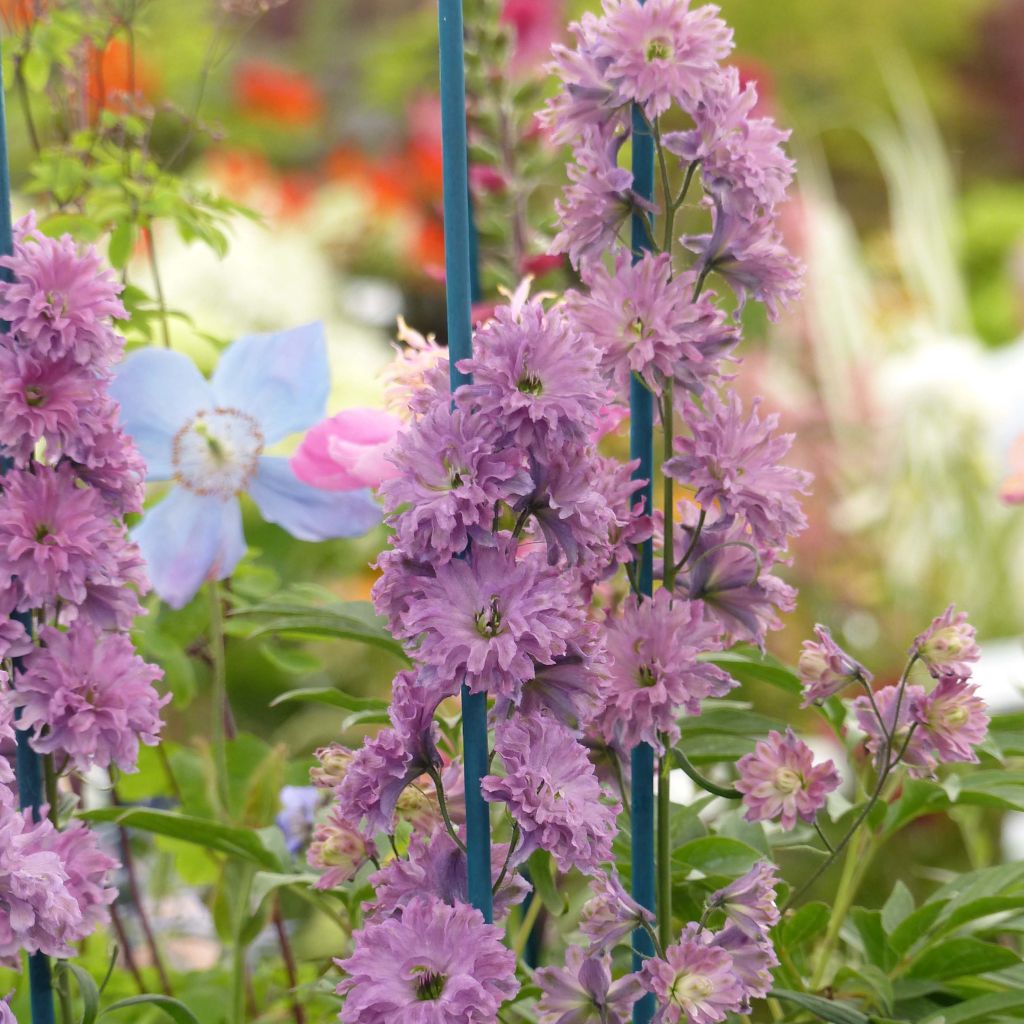 Delphinium Highlander Serie Flamenco - Pied d'Alouette vivace.