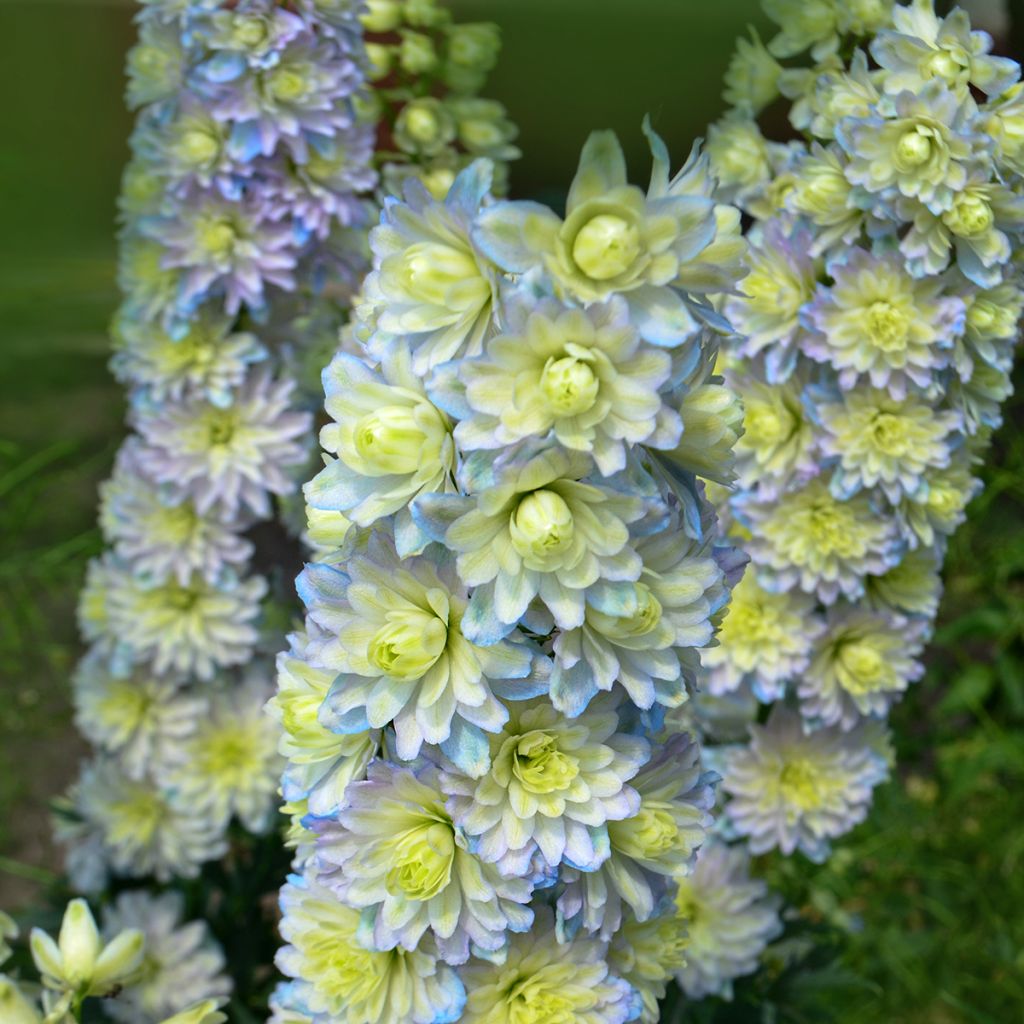 Delphinium elatum Highlander Sweet Sensation - Speronella elevata