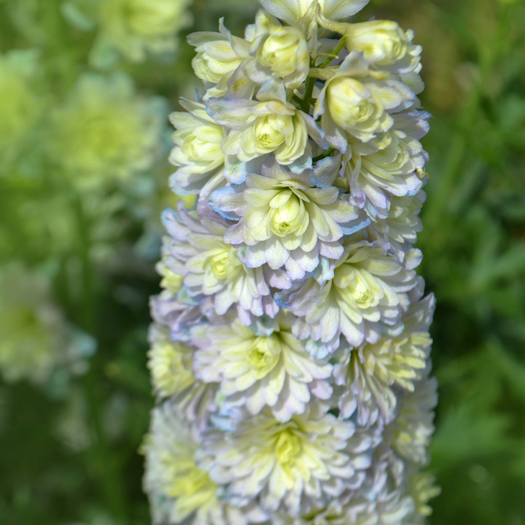 Delphinium elatum Highlander Sweet Sensation - Speronella elevata