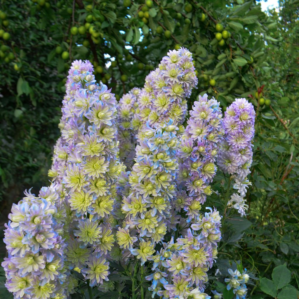 Delphinium elatum Highlander Sweet Sensation - Speronella elevata