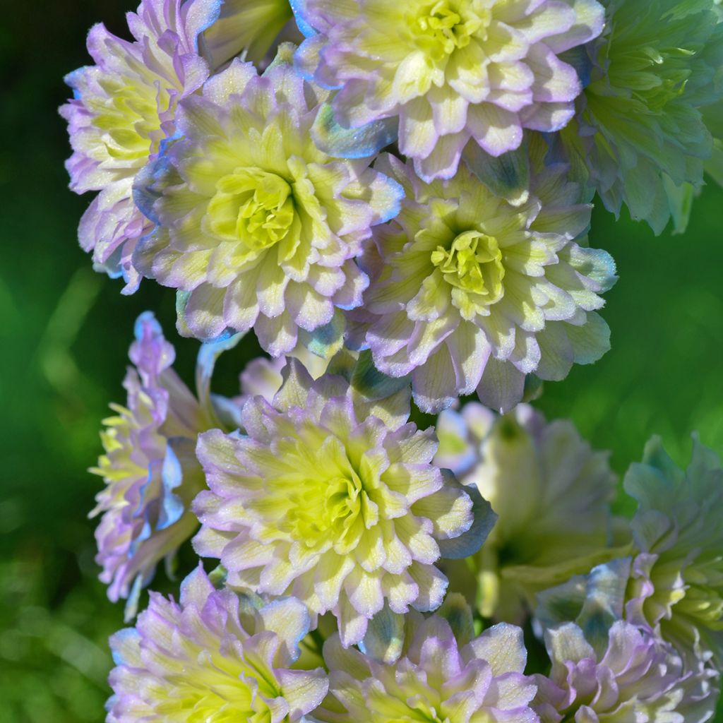 Delphinium elatum Highlander Sweet Sensation - Speronella elevata