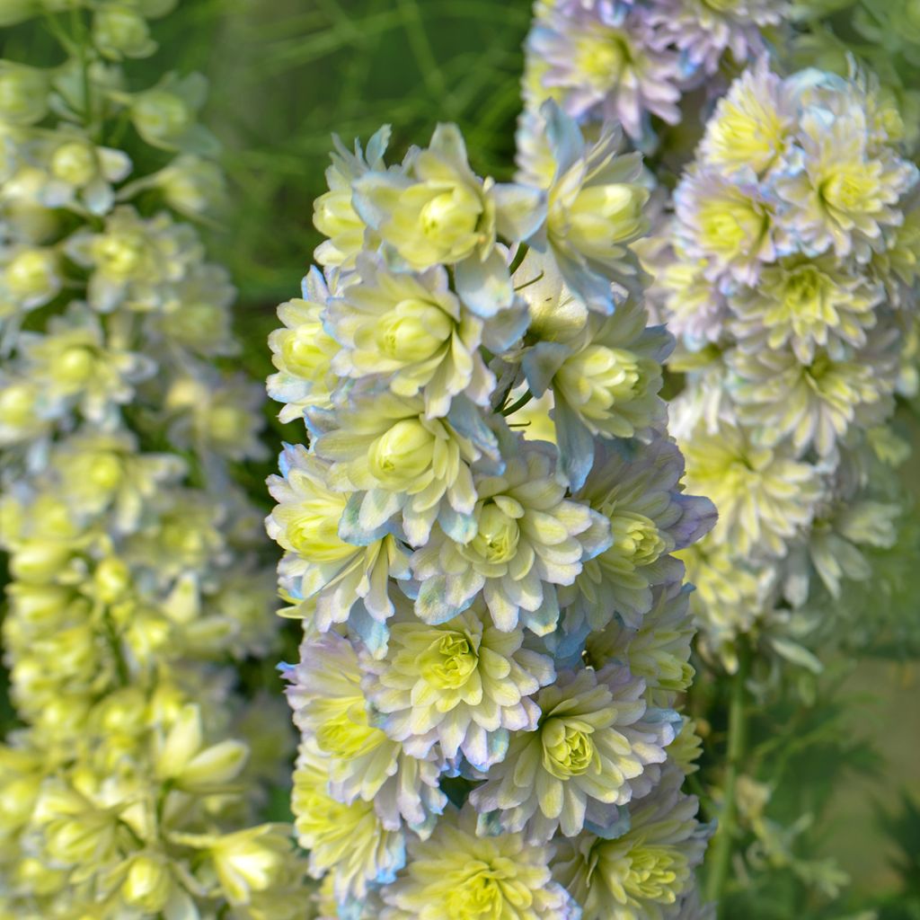 Delphinium elatum Highlander Sweet Sensation - Speronella elevata