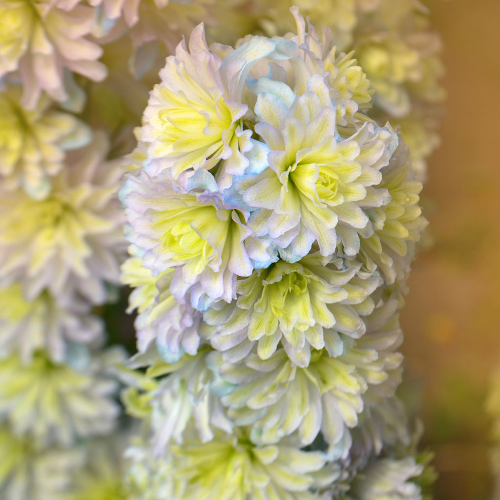 Delphinium elatum Highlander Sweet Sensation - Speronella elevata