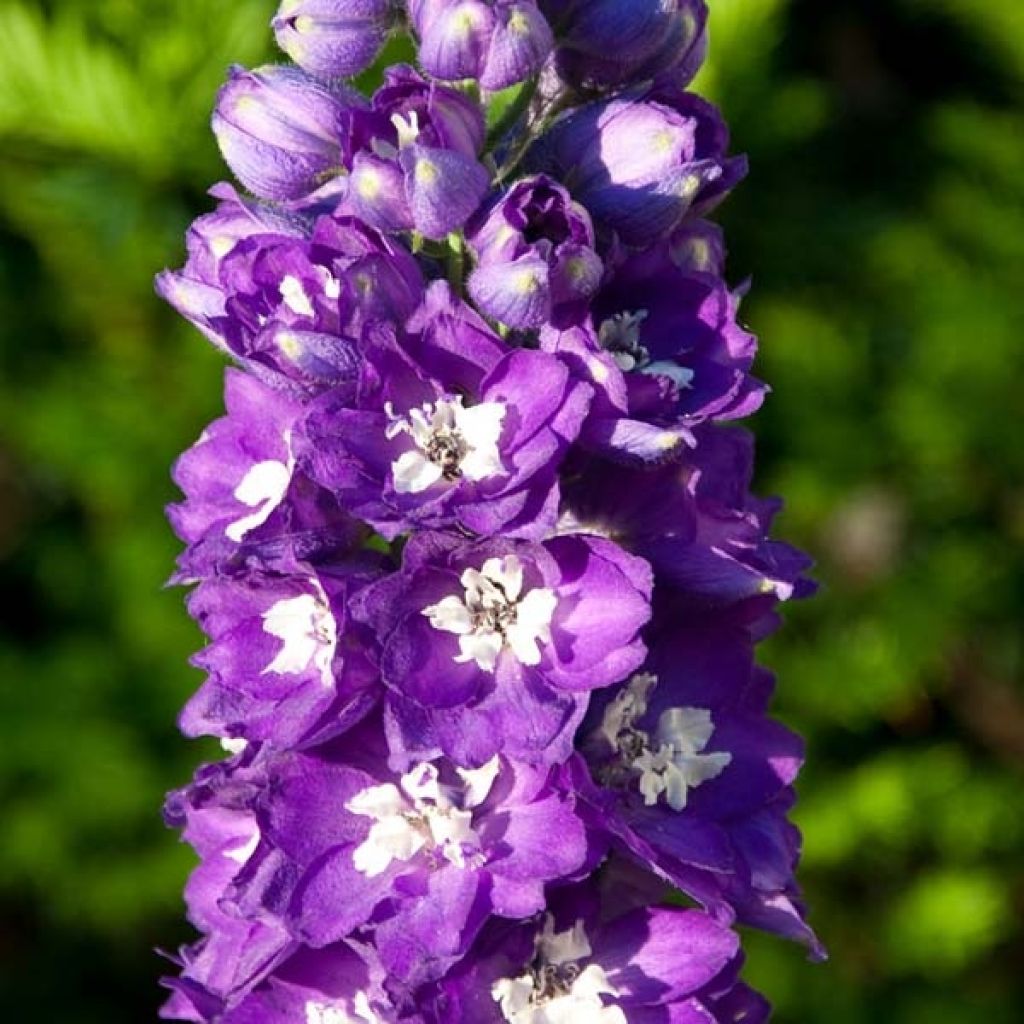 Delphinium Pacific-hybrid King Arthur - Speronella