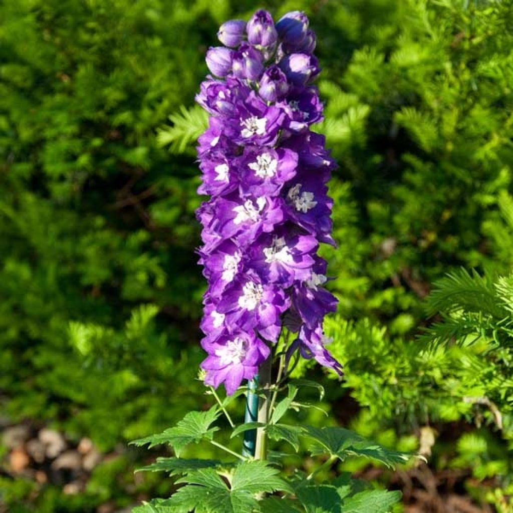 Delphinium Pacific-hybrid King Arthur - Speronella