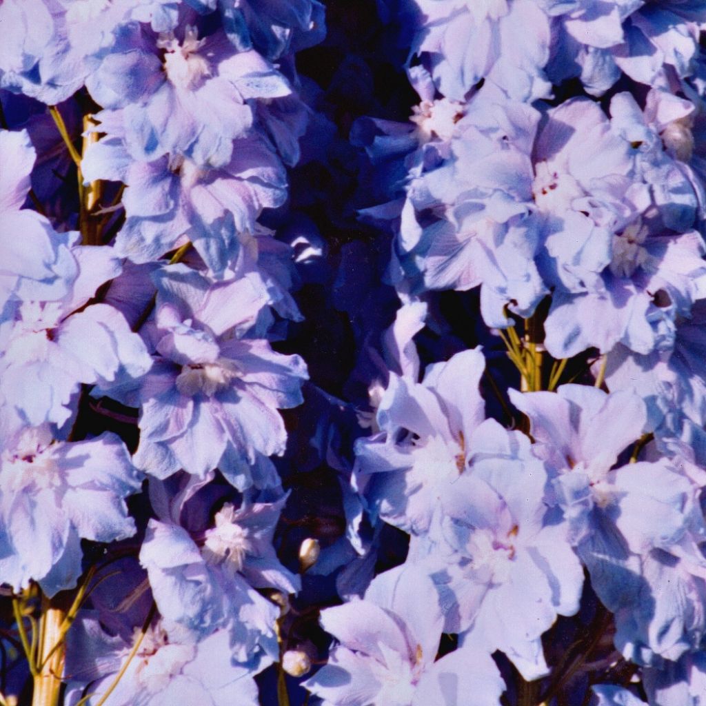 Delphinium Misty Mauves, Pied d'alouette