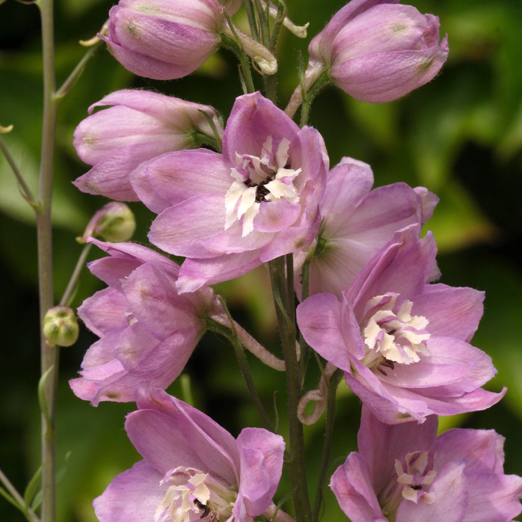 Delphinium Pacific-hybrid Astolat - Speronella