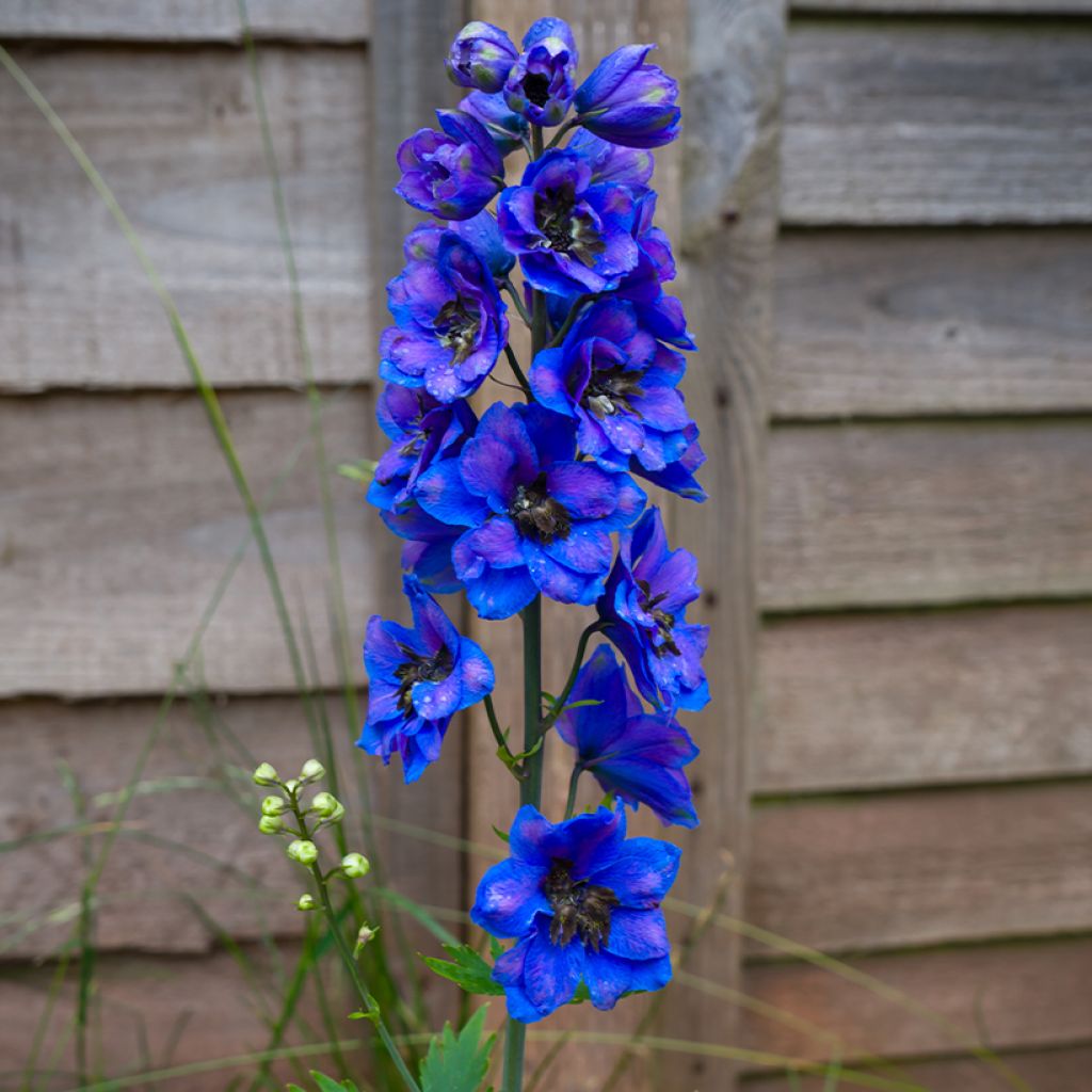 Delphinium Pacific-hybrid Black Knight - Speronella