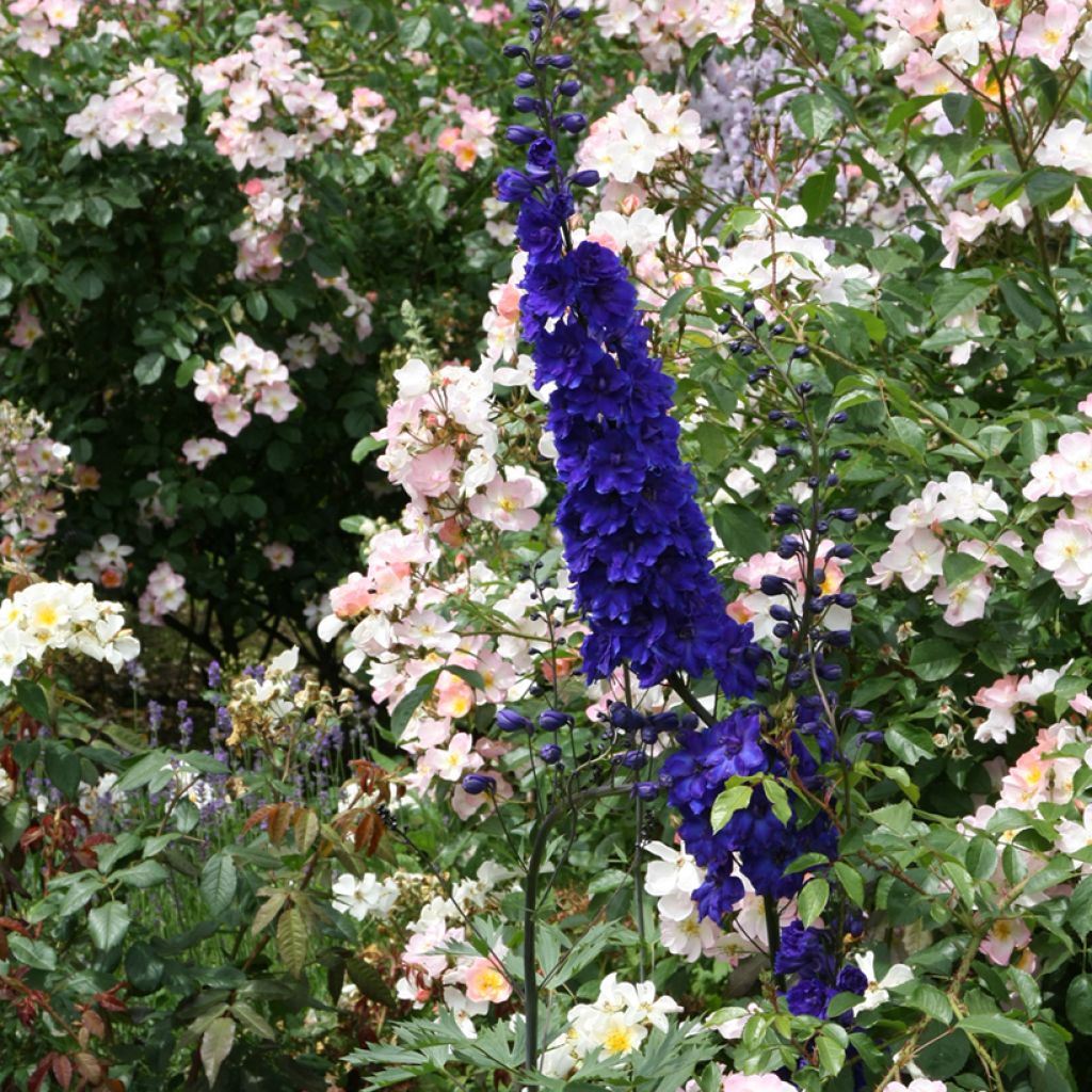 Delphinium Pacific-hybrid Black Knight - Speronella