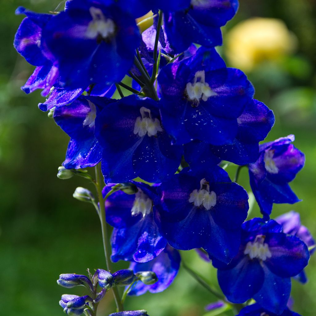 Delphinium Pacific-hybrid Black Knight - Speronella