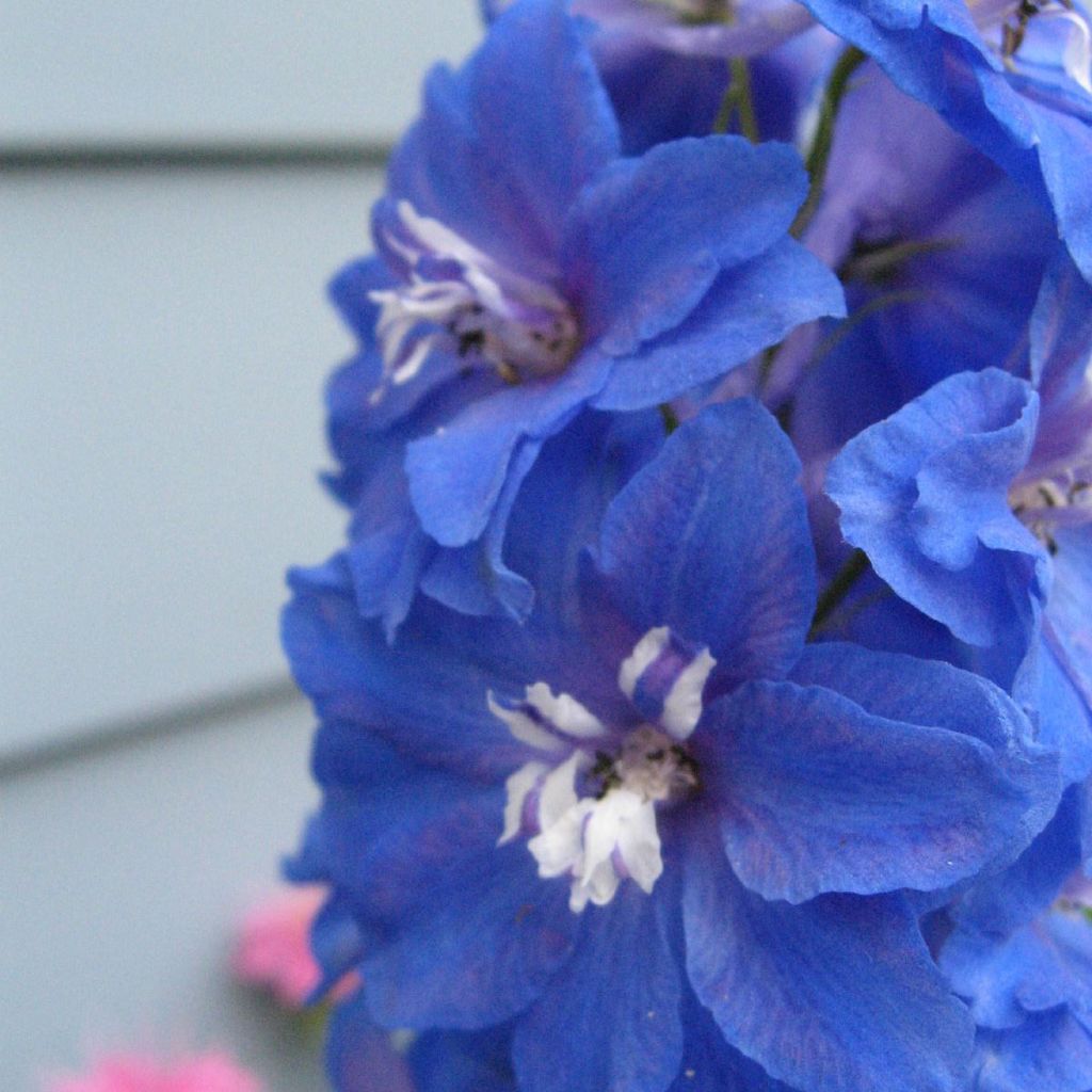 Delphinium Pacific Blue Bird - Pied d'Alouette vivace