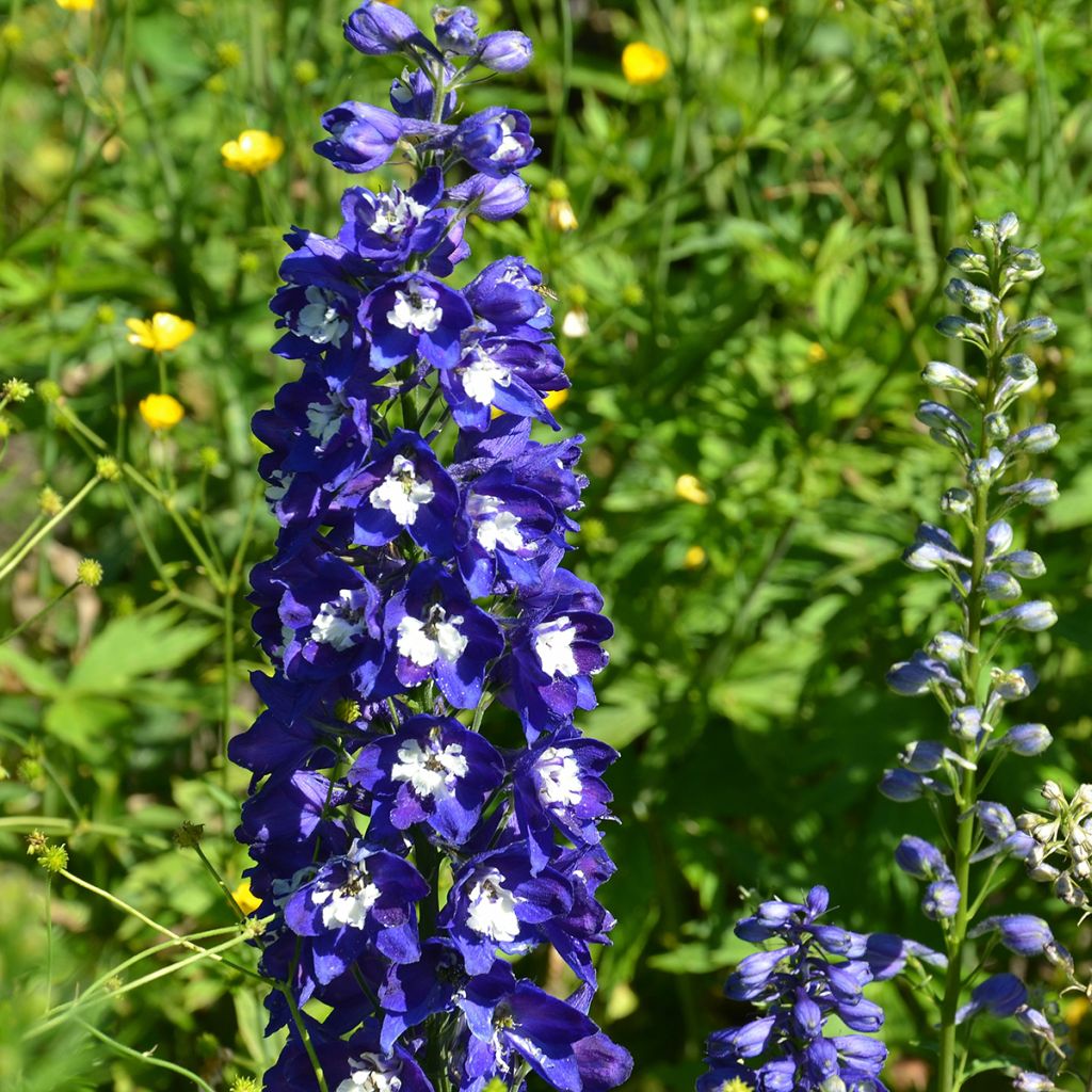 Delphinium Pacific-hybrid Blue Biird - Speronella