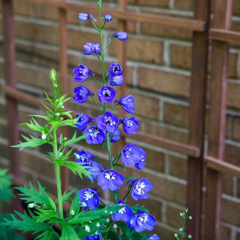 Delphinium Pacific-hybrid Blue Biird - Speronella