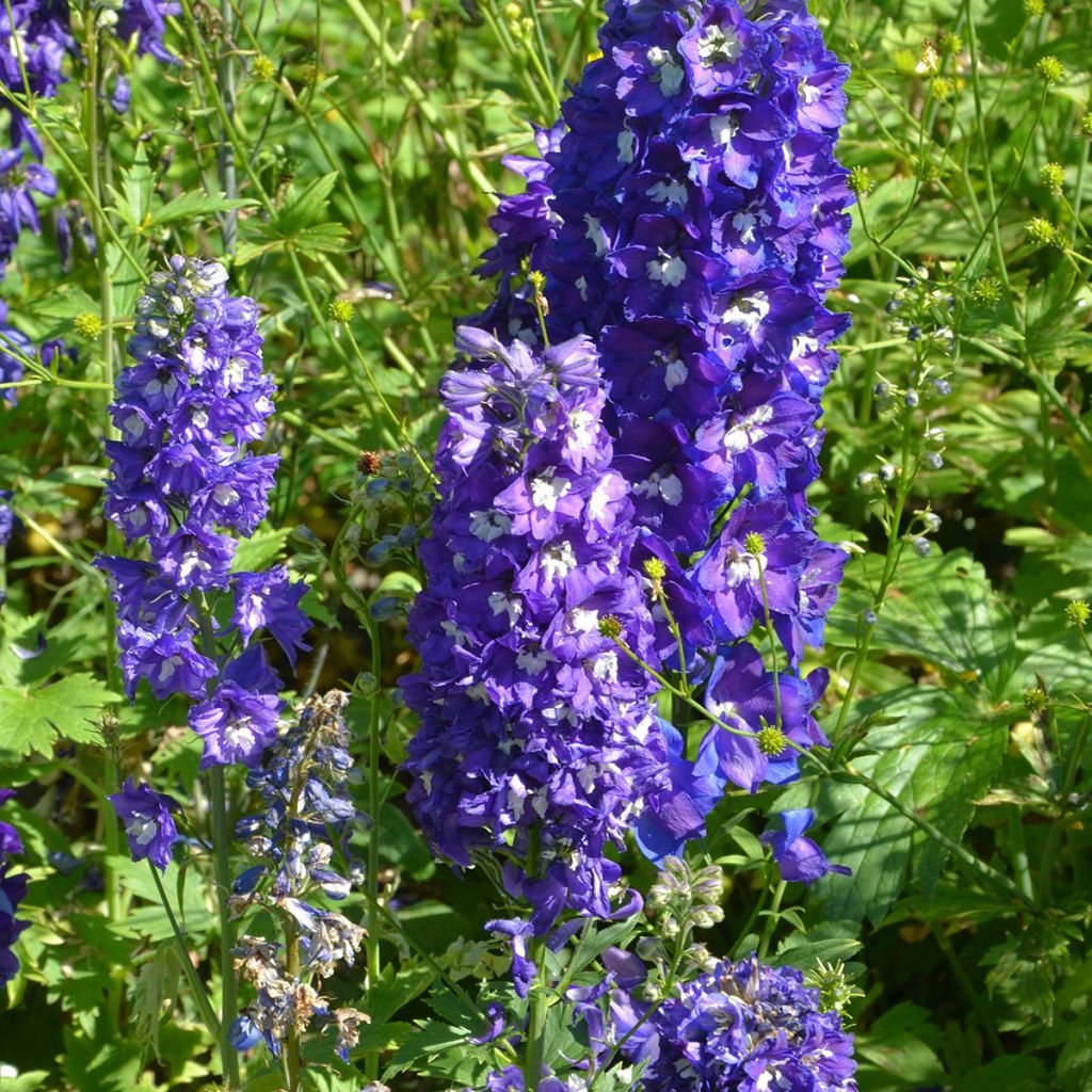 Delphinium Pacific-hybrid Blue Biird - Speronella