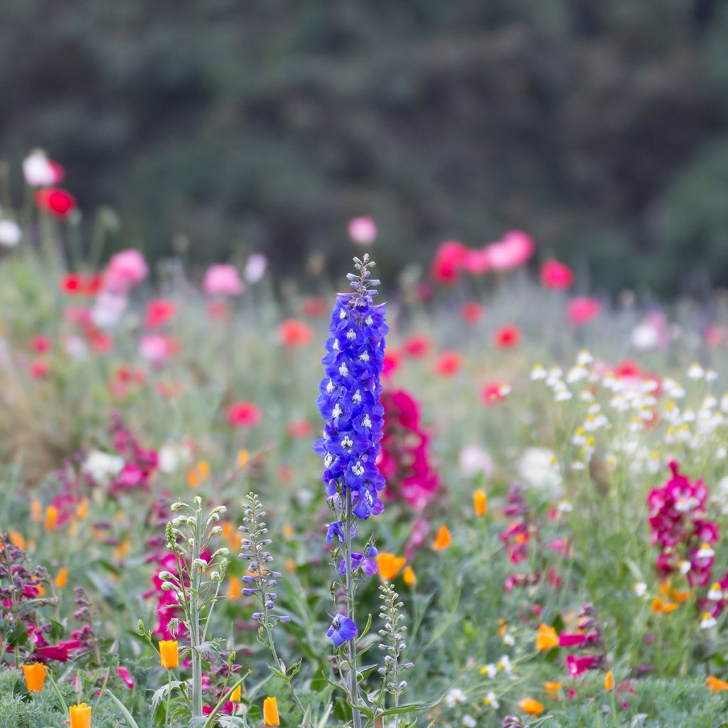 Delphinium Pacific-hybrid Blue Biird - Speronella