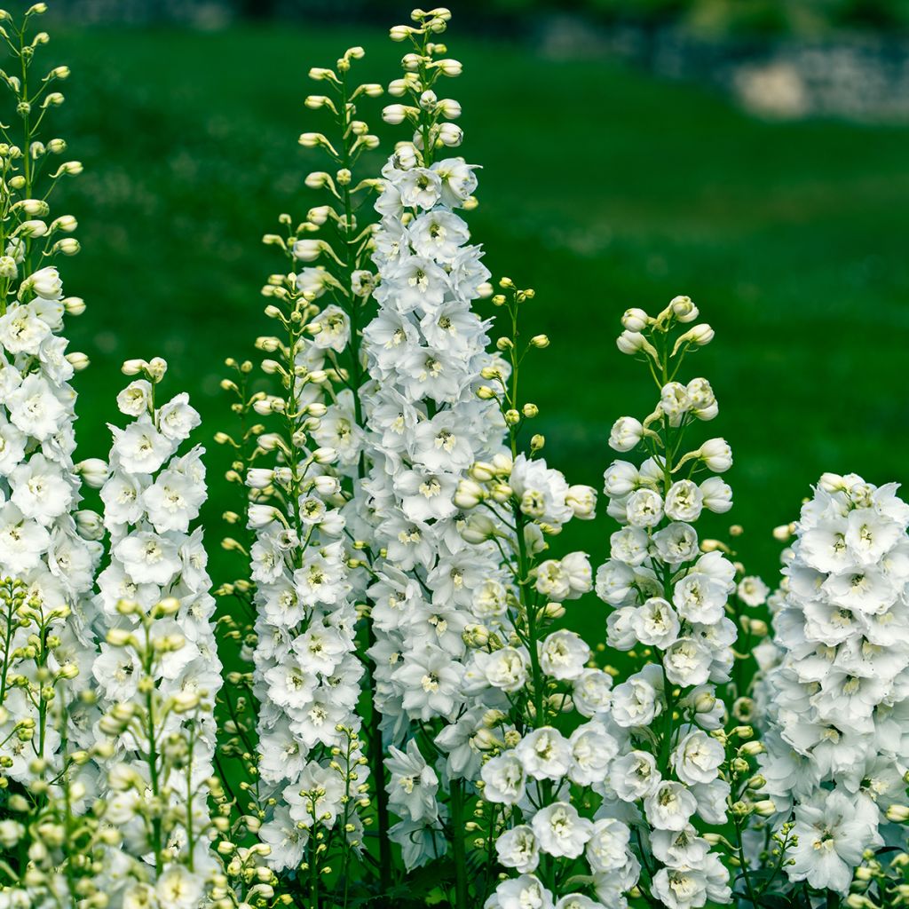 Delphinium Pacific-hybrid Galahad - Speronella