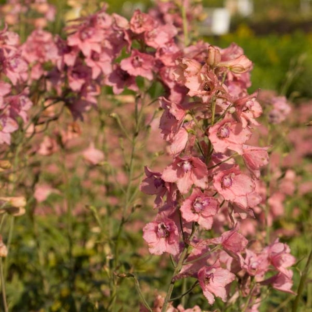 Delphinium ruysii Pink Sensation - Speronella