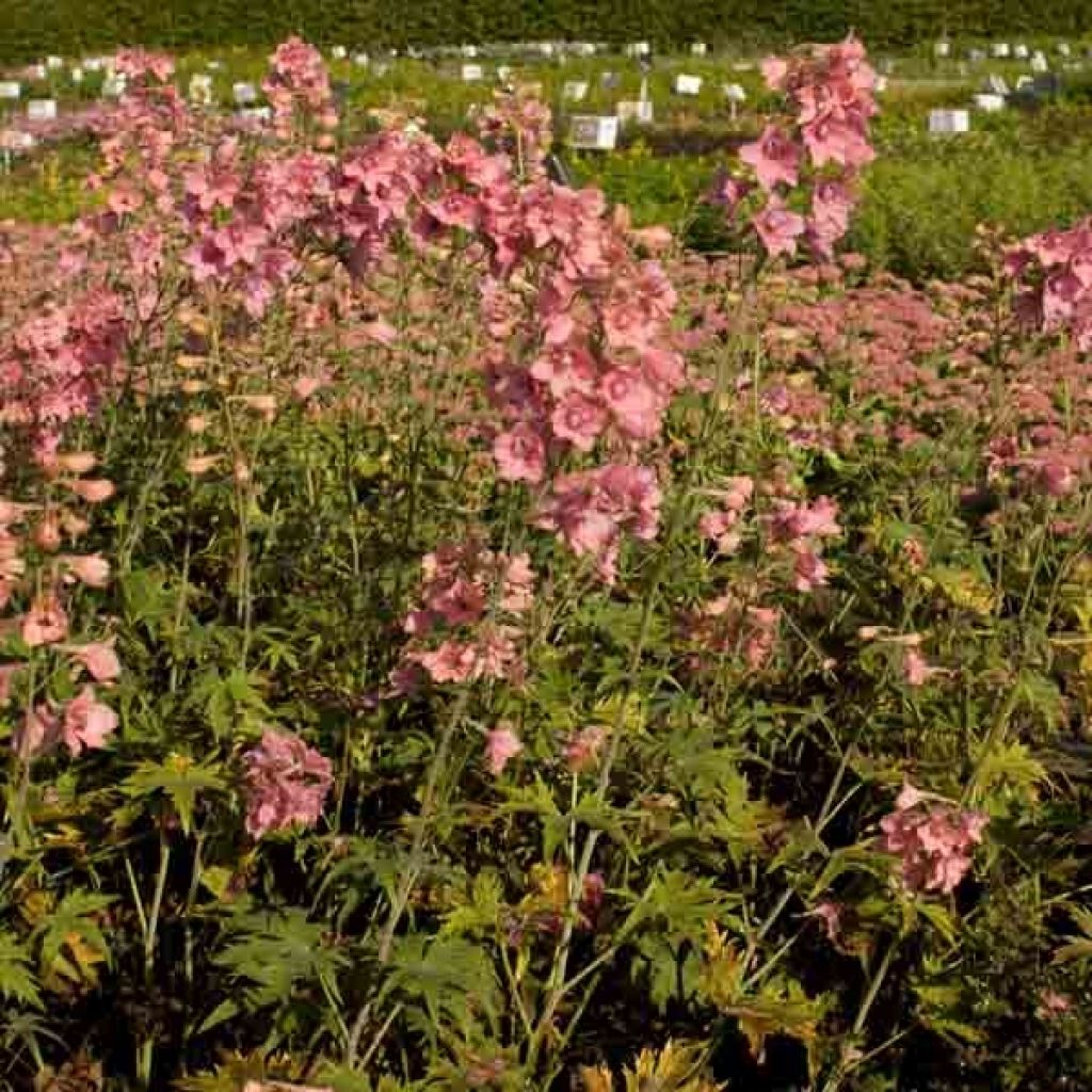 Delphinium ruysii Pink Sensation - Speronella