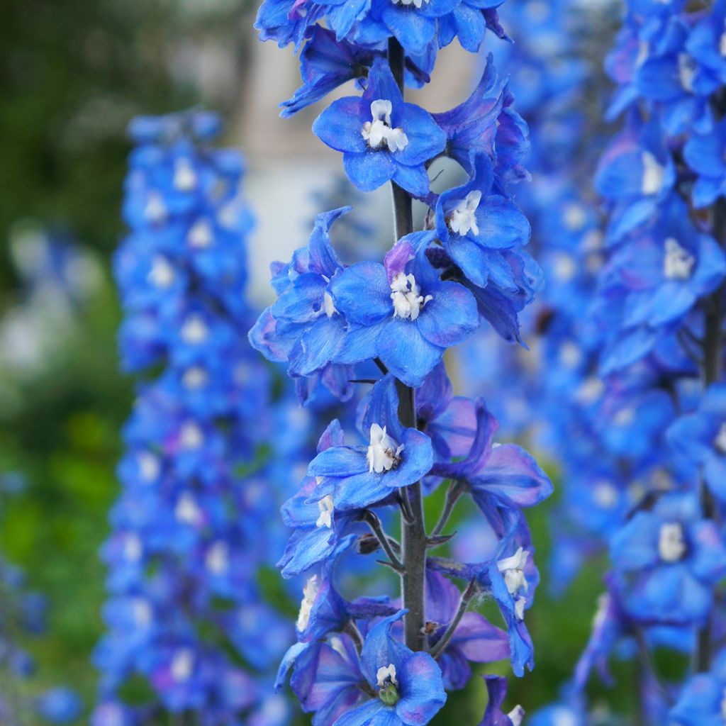 Delphinium Pacific-hybrid Magic Fountain Sky Blue-White Bee - Speronella